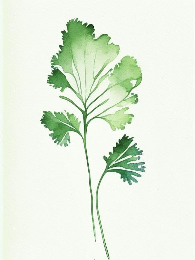 Parsley Leaf Minimalist Watercolour 3