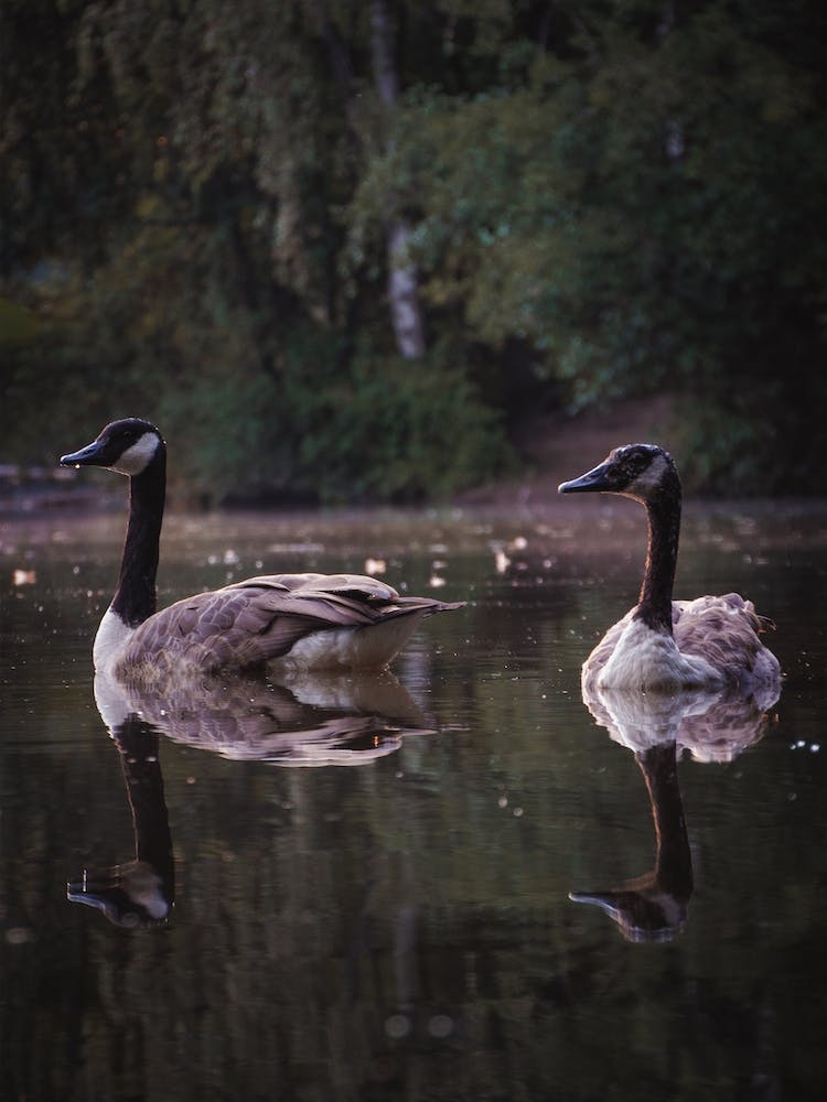 Geese Swimming