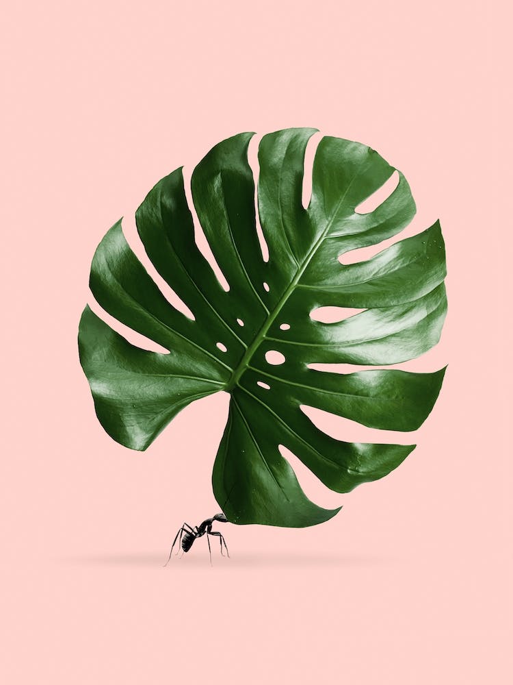 Monstera Ant