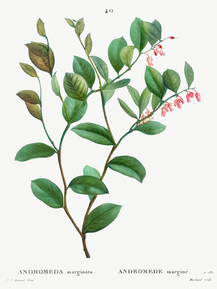 Andromeda Axillaris, Pierre Joseph Redoute