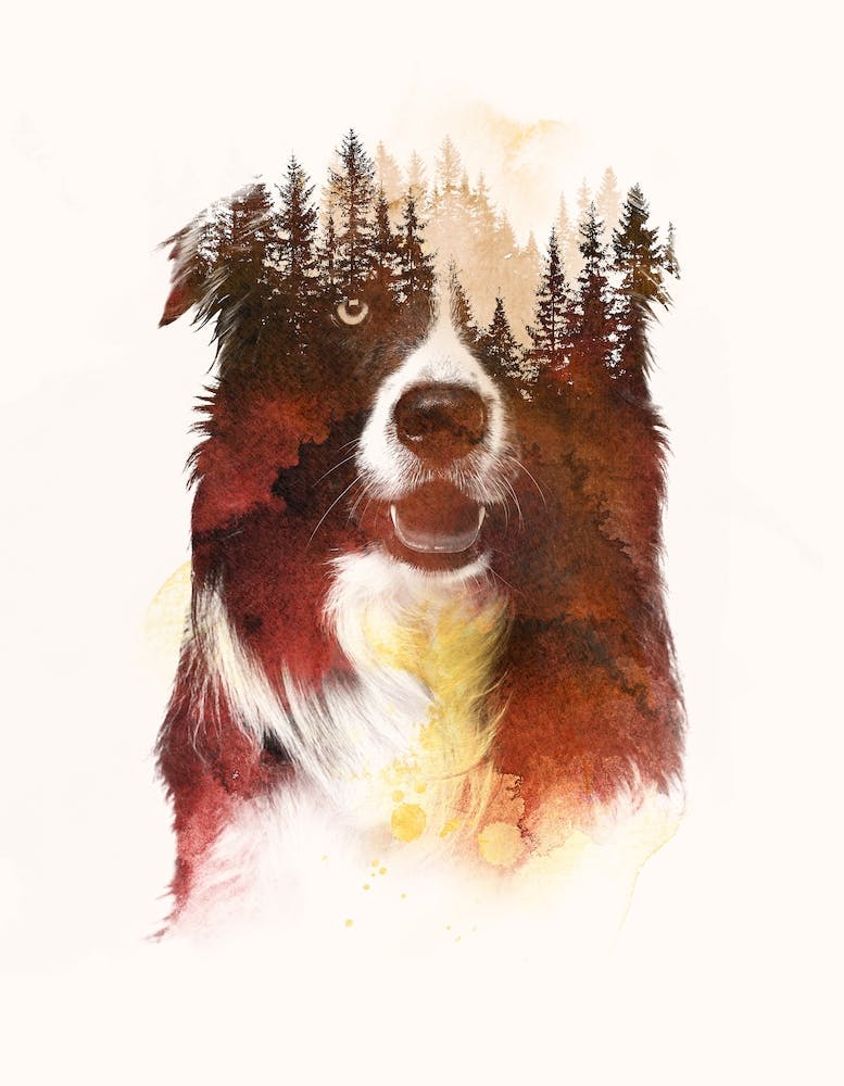 One Night In The Forest