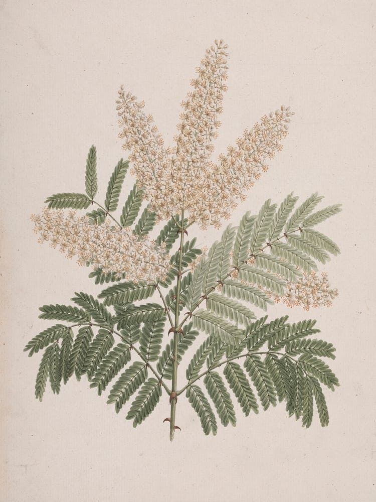 Pterolobium Stellatum (Forssk), Luigi Balugani