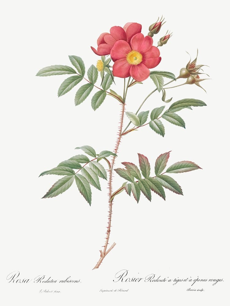 Rotblättrige Rose, Pierre Joseph Redoute