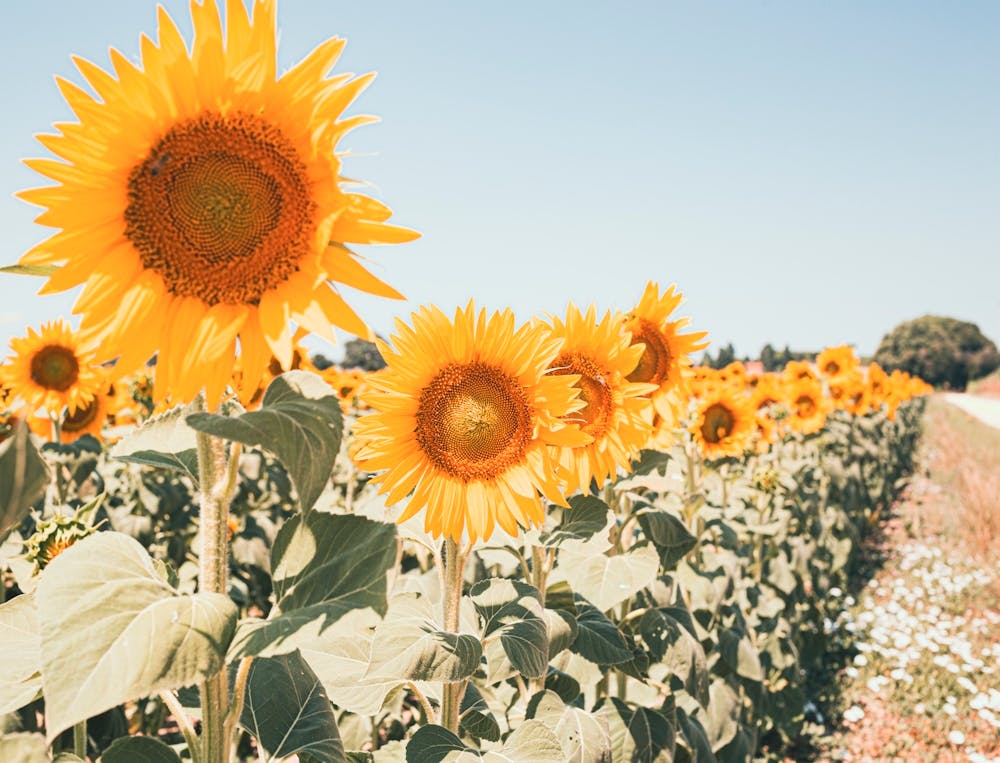 Sunflowers In A Field 2