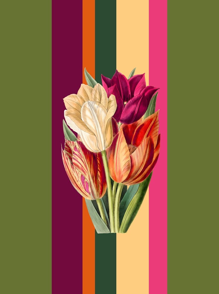 Belle Botanica 6 Tulips