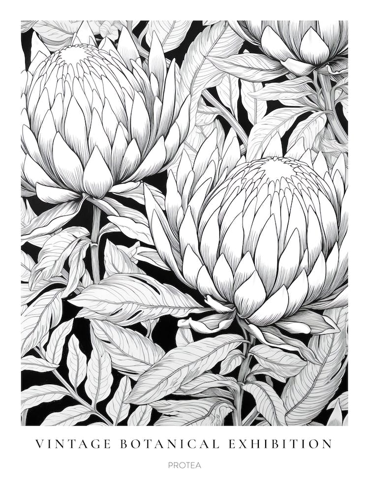 Protea B&W Vintage Botanical Poster