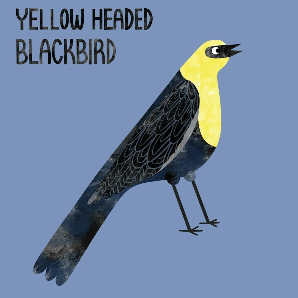 Yellow Headed Blackbird
