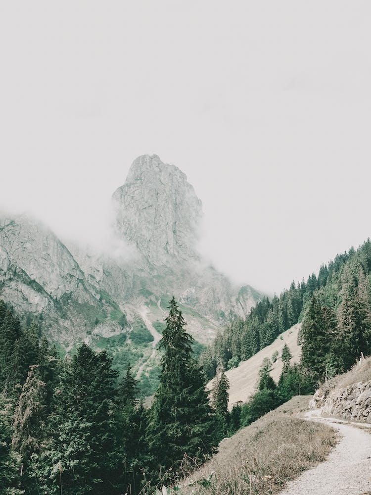 Forested Hiking Trail