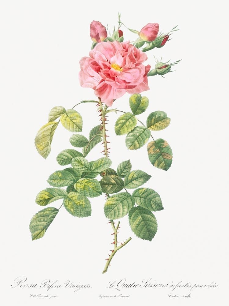Variegated Four Seasons Rose, Pierre Joseph Redoute