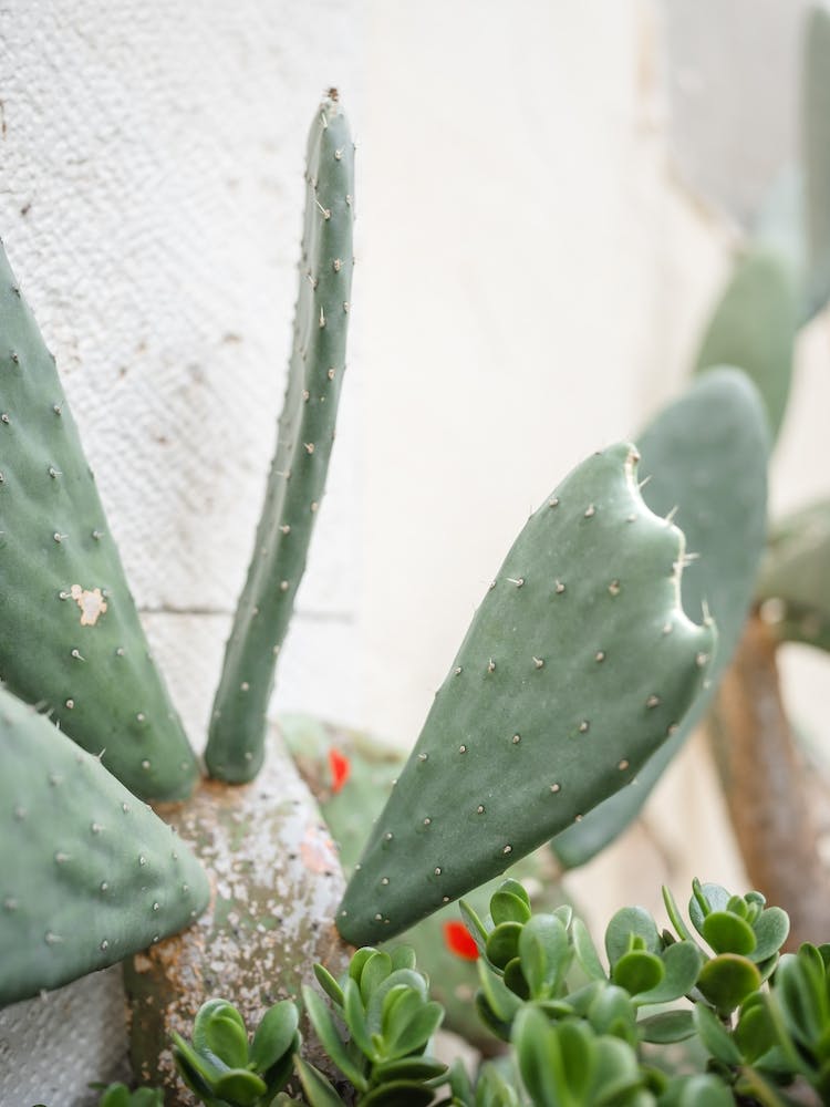 Cactus Garden