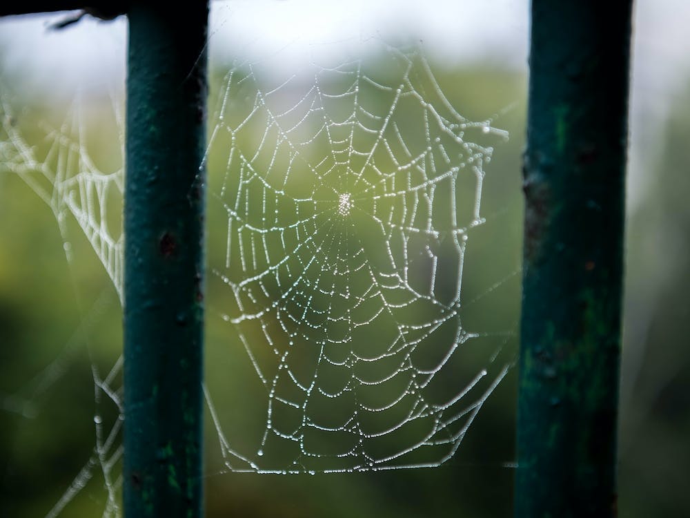 Tangled Webs