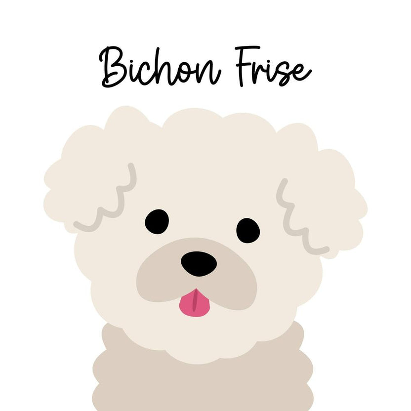 Bichon Frise