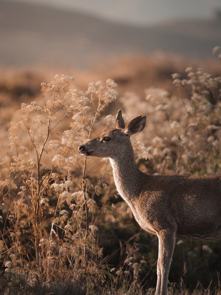 Mule Deer In Tall Grass