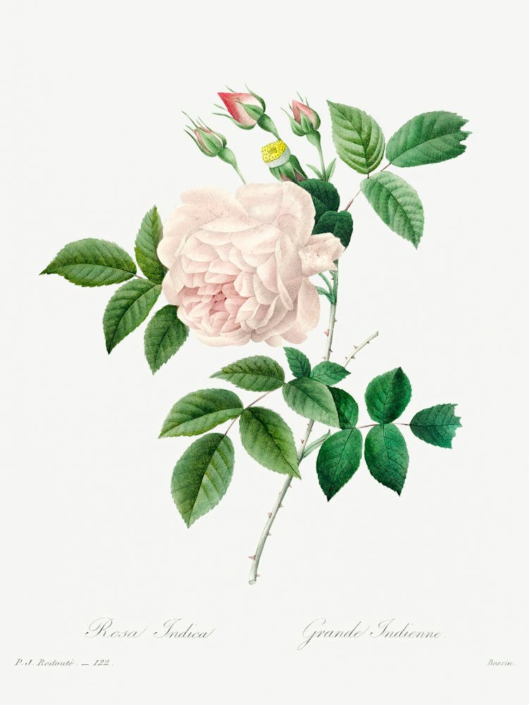 White Rose, Pierre Joseph Redoute 1