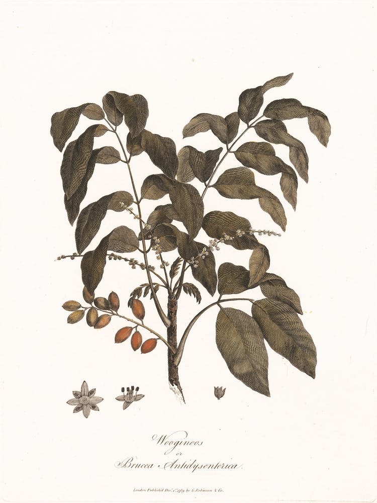 Wooginoos Oder Bruces Antidysenterica, James Heath