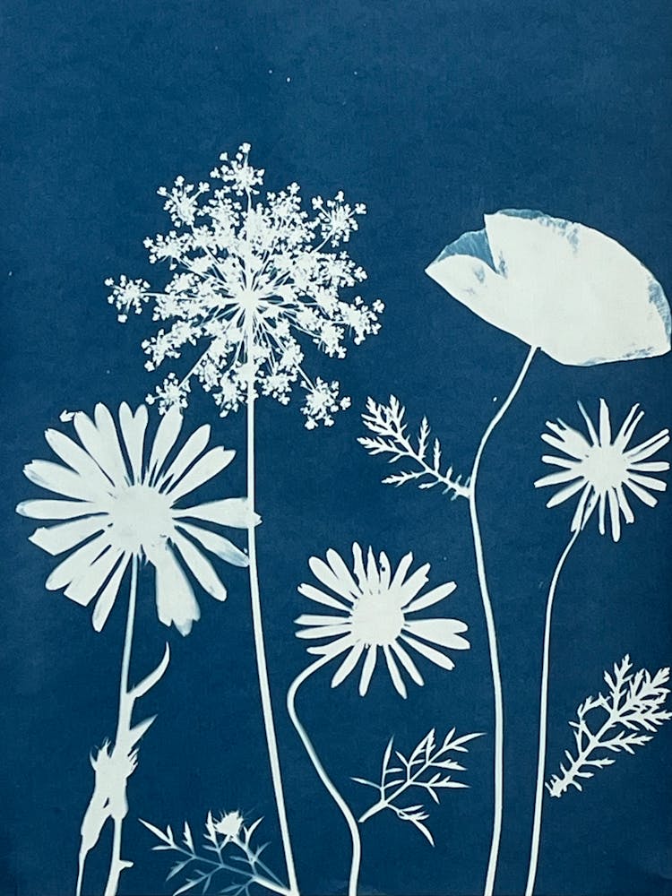 Wildflower cyanotype blue