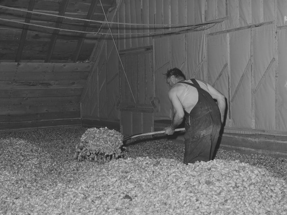 Green Hops Are Spread Thirty Two Inches Deep In The Drying Room Of Kiln, Yakima County, Washington By Russell Lee