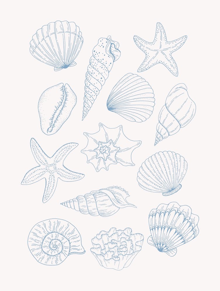 Shells