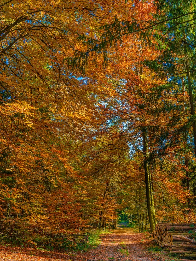 Autumn Colour In The Forest Woods