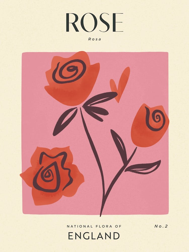 Vintage Pink And Red Rose Flower Of England