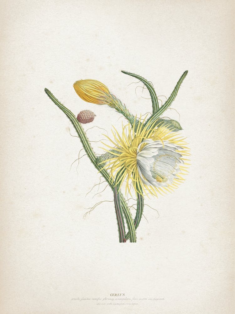 Vintage Ehret 1 Cereus Gracilis