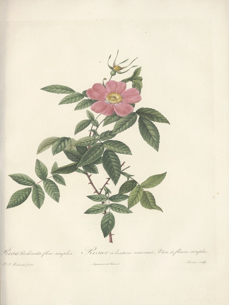 Rose Illustration, Pierre Joseph Redoute, Pierre Joseph Redoute(150)