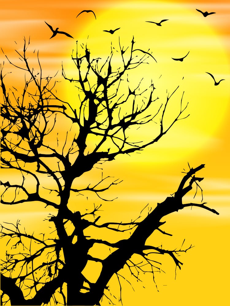 Silhouette Of A Tree At Sunset