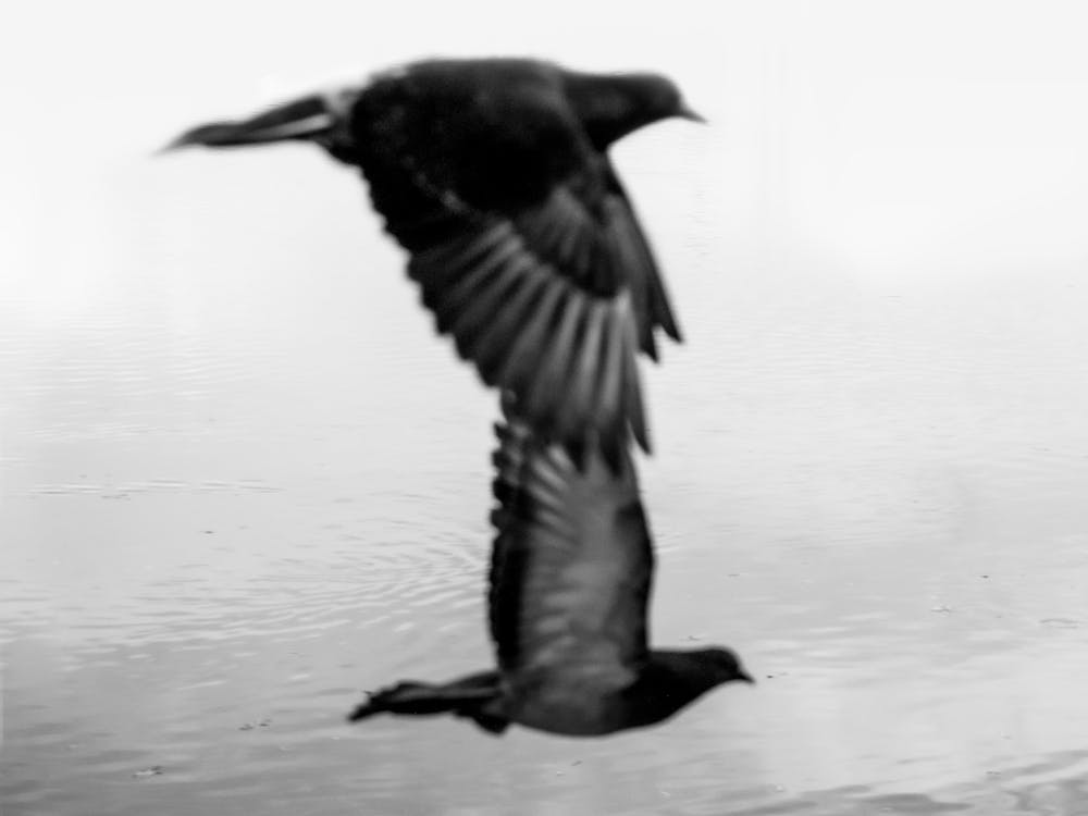 Black And White Phography. Two Black Birds. Horizontal Version