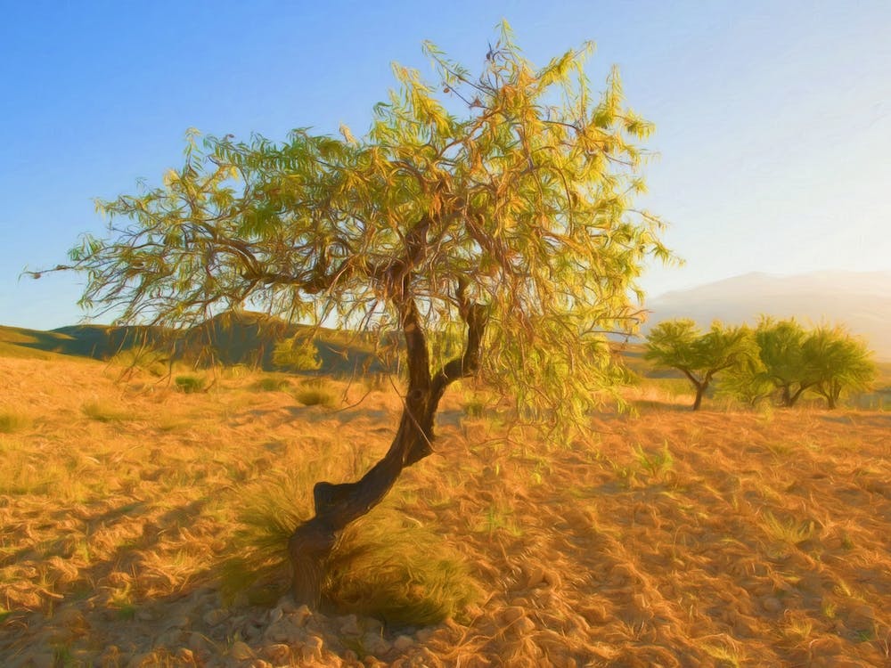 Almond Tree Of Andalusia