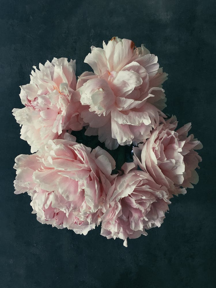 Floral White Blossoms