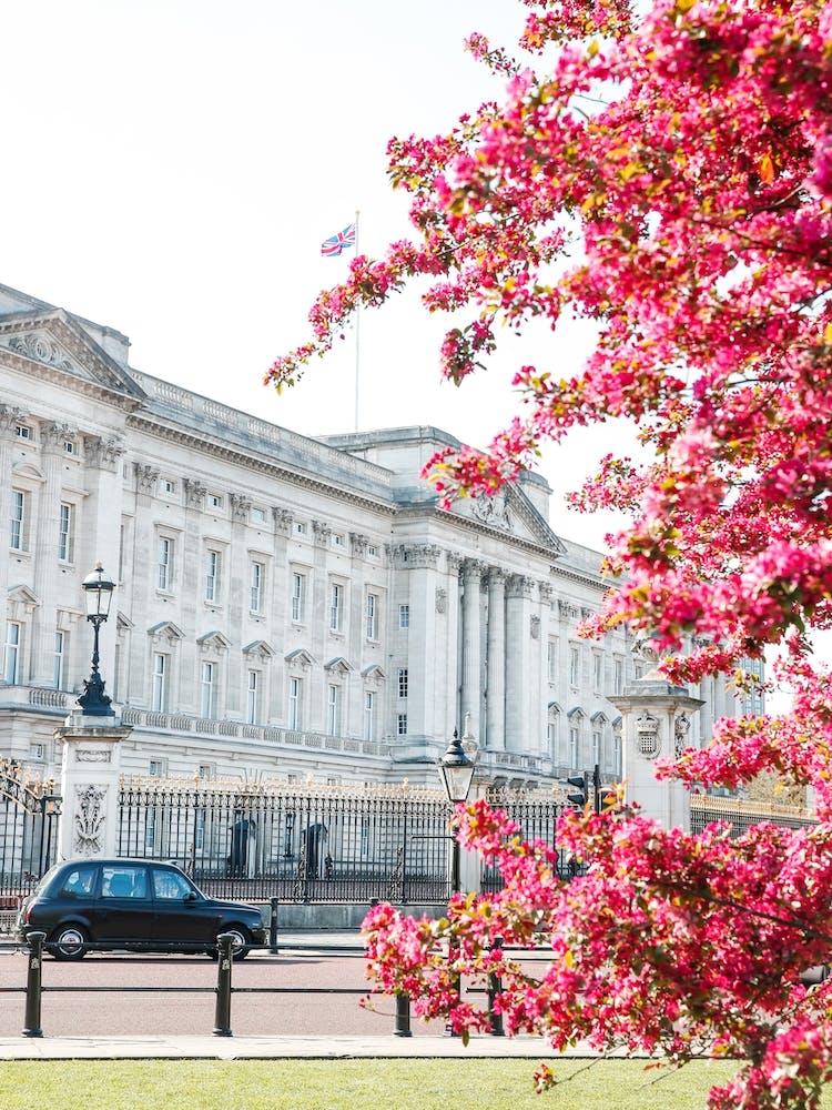 Buckingham Blossom London