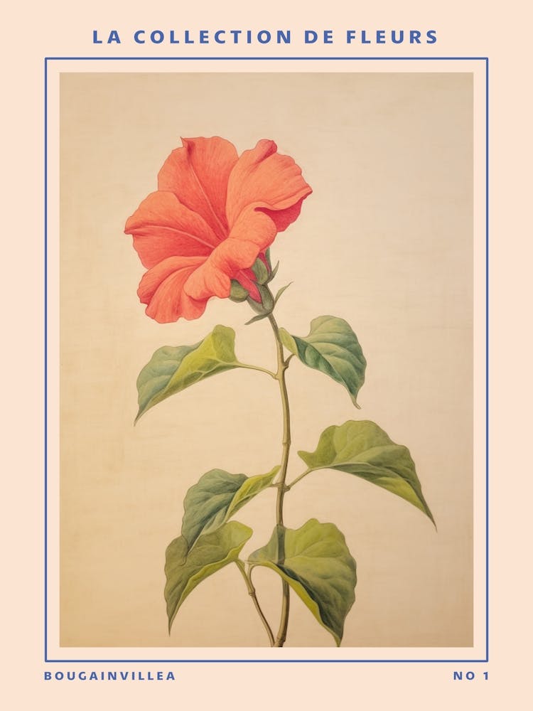 Bougainvillea French Flower Botanical Poster