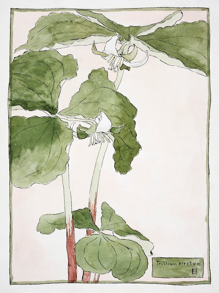 Trillium Erectum (1915), Hannah Borger Overbeck