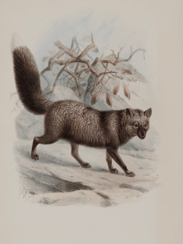 Foxes