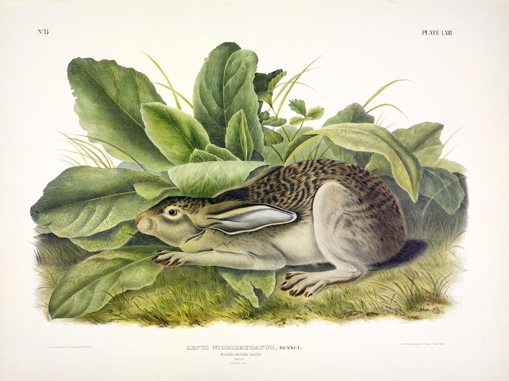Black Tailed Hare, John James Audubon