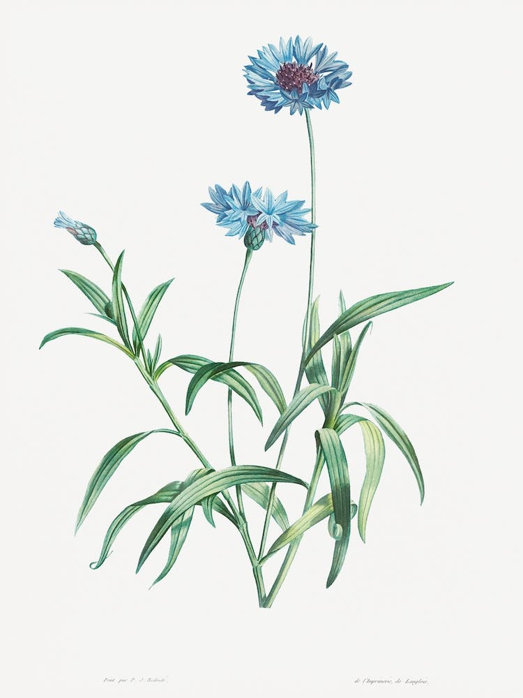Vintage Cornflower