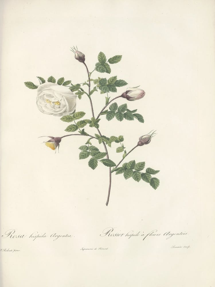 Rosenillustration, Pierre Joseph Redoute (15) 1