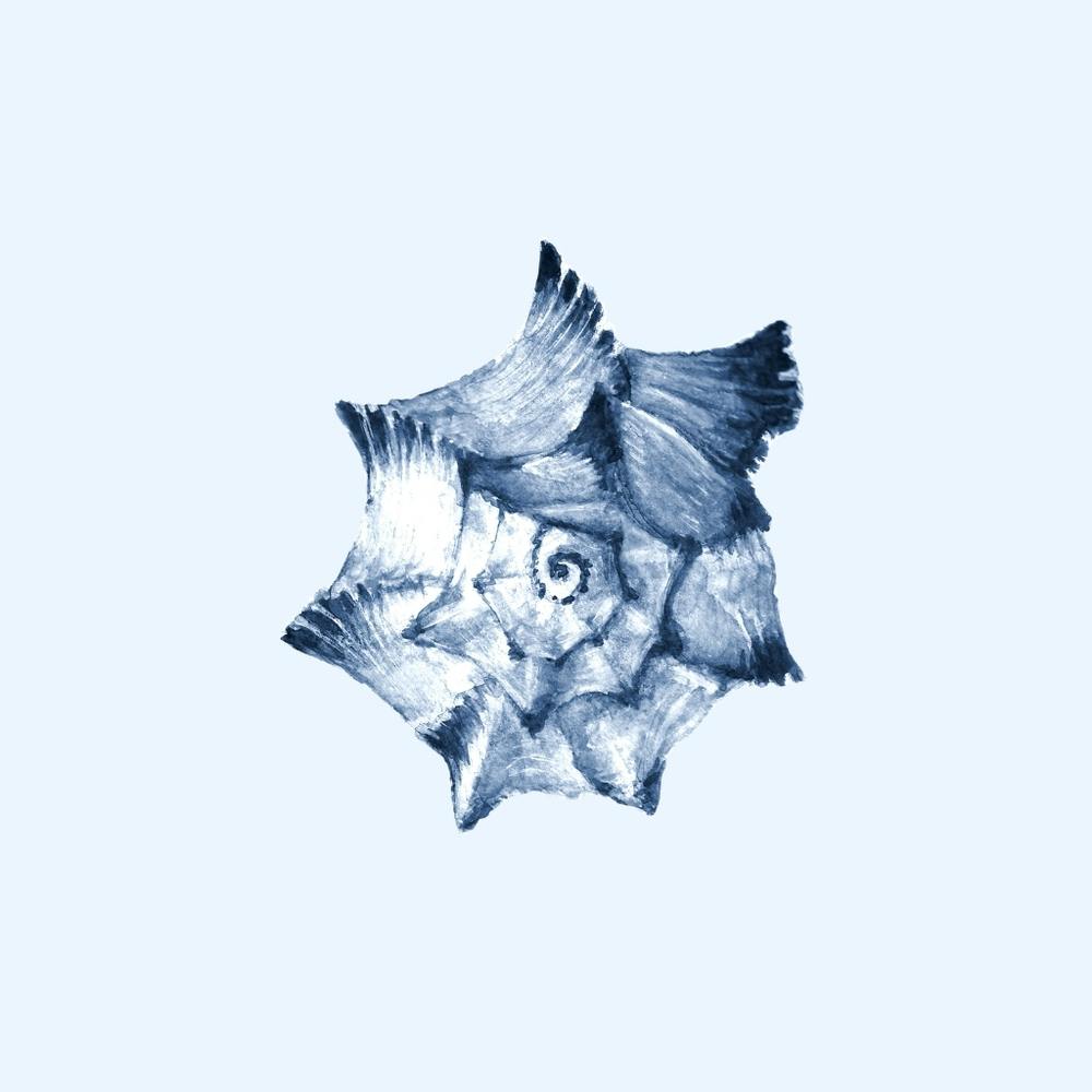 Bird'S Nest seashell