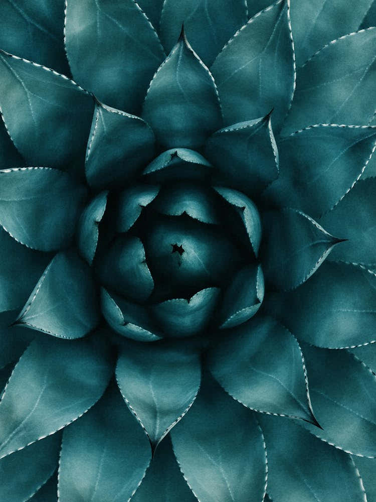 Cactus
Agave Stock Videos & Royalty-Free Footage