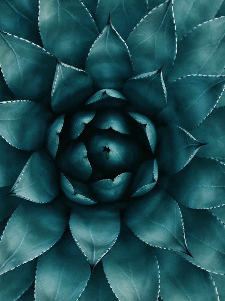 Cactus
Agave Stock Videos & Royalty-Free Footage