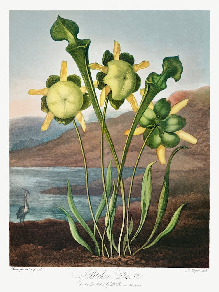 Pitcher Plant From The Temple Of Flora (1807), Robert John Thornton