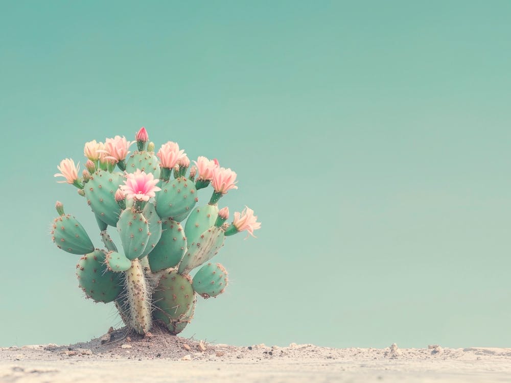 California Dreaming - Cactus Flowers