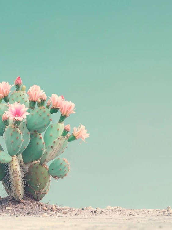 California Dreaming - Cactus Flowers