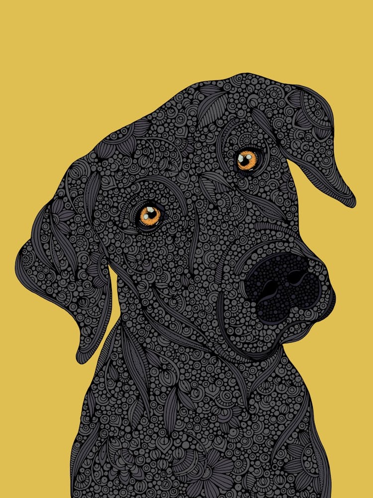 Rocco the Black Labrador