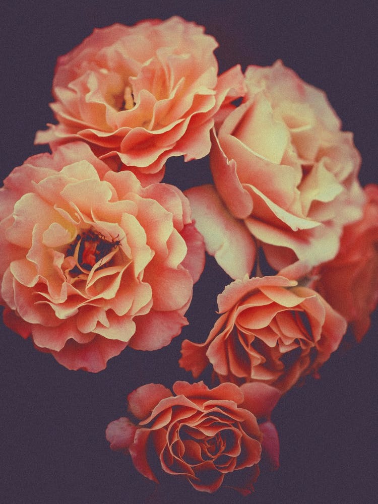 Roses Flowers Decor