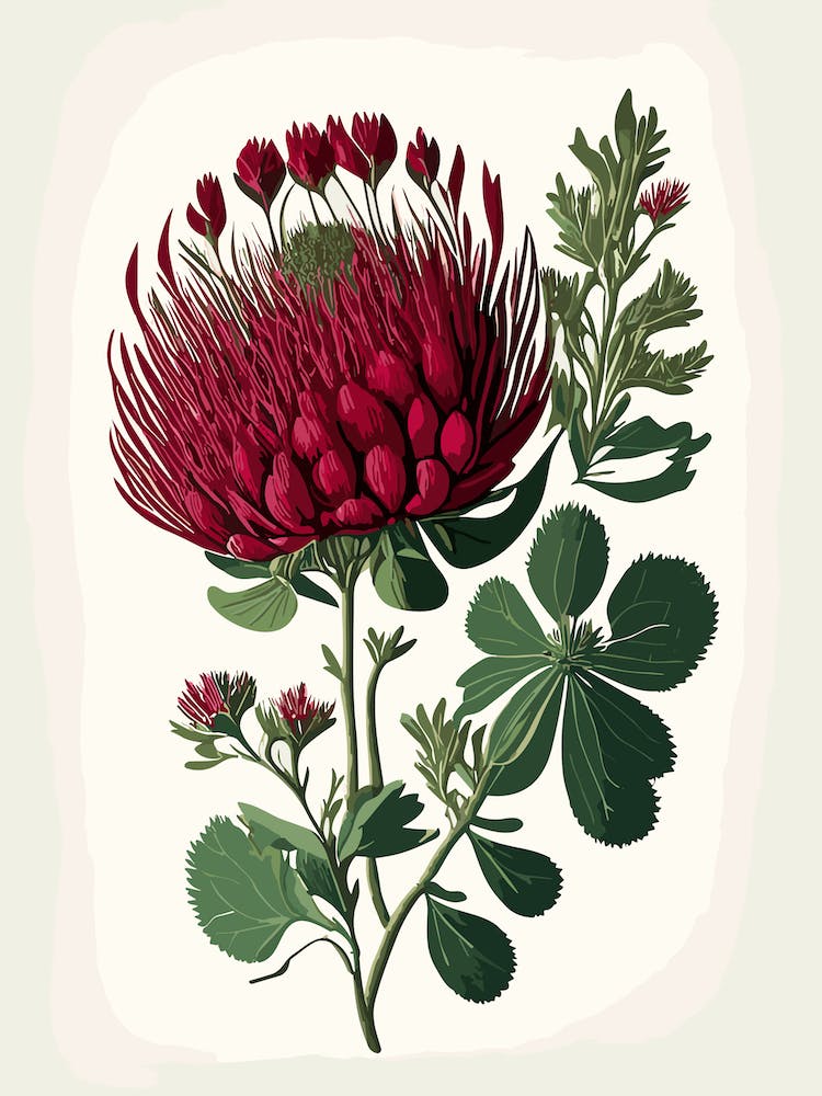 Red Clover Wildflower Vintage Botanical 2