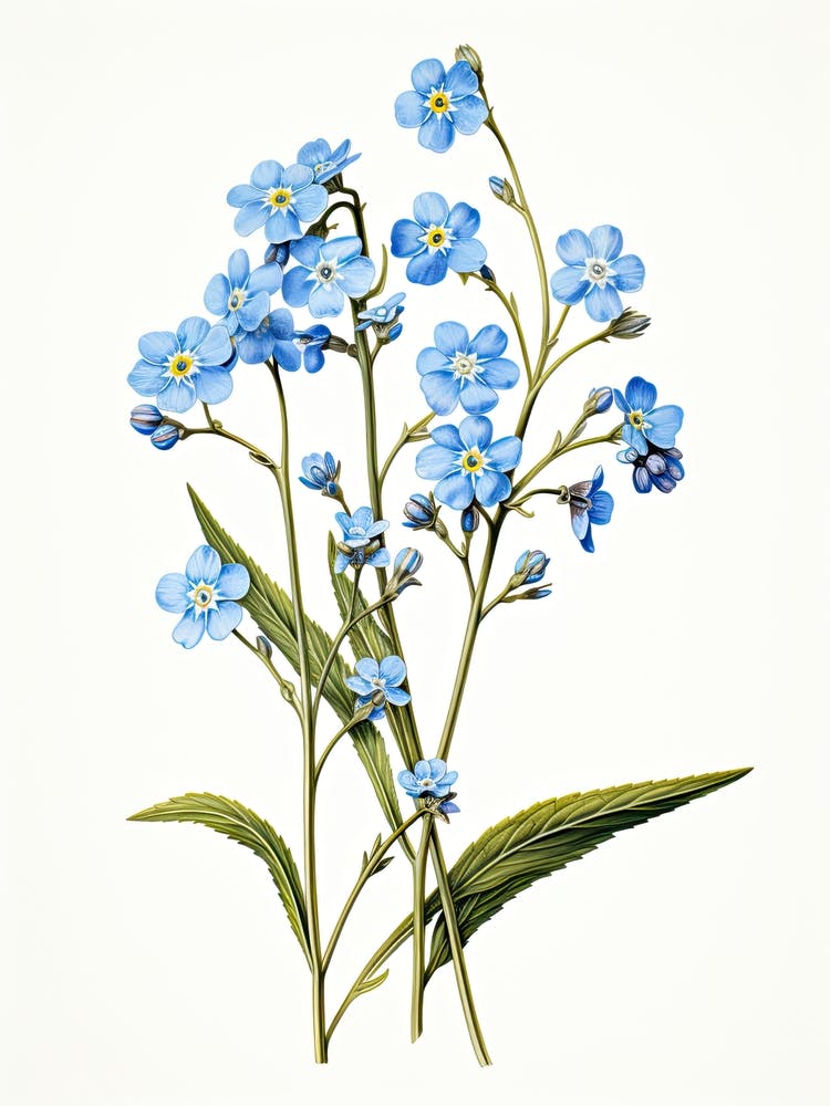 Forget Me Nots Flower Vintage Botanical 1
