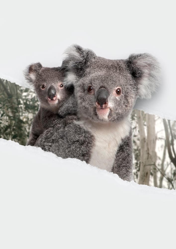 Koalas Torn Paper