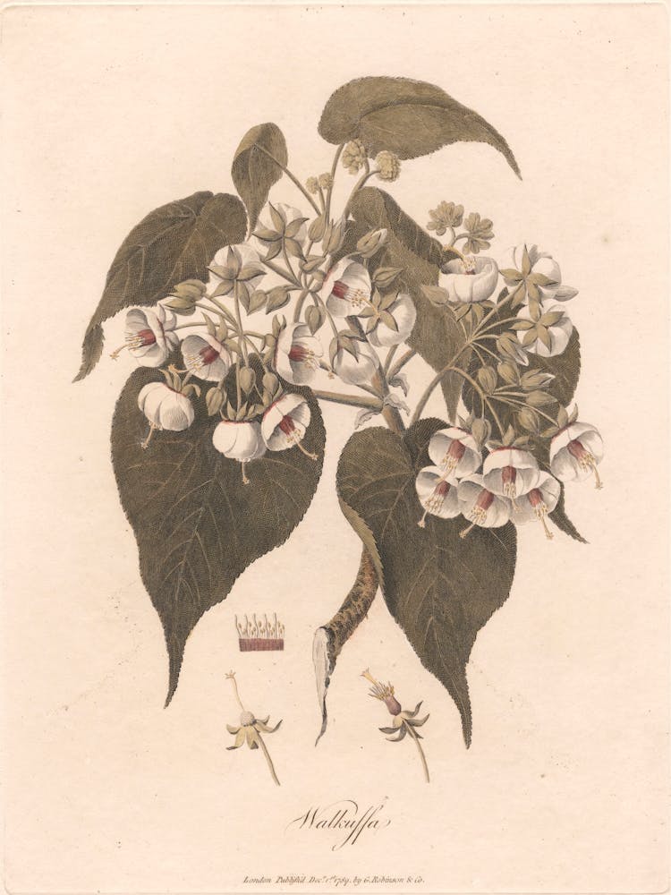 Walkuffa (1789), James Heath