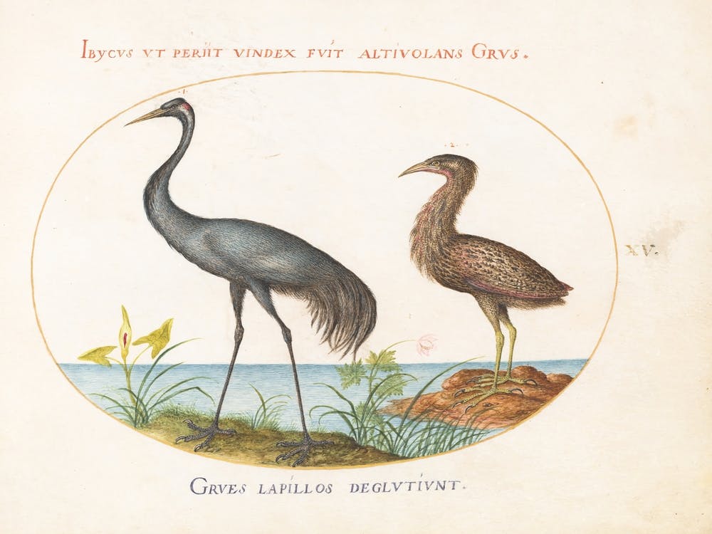 Fliegende und Amphibische Tiere, Joris Hoefnagel (6)